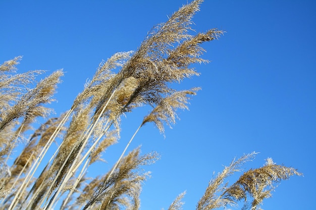 Roseaux contre le ciel bleu