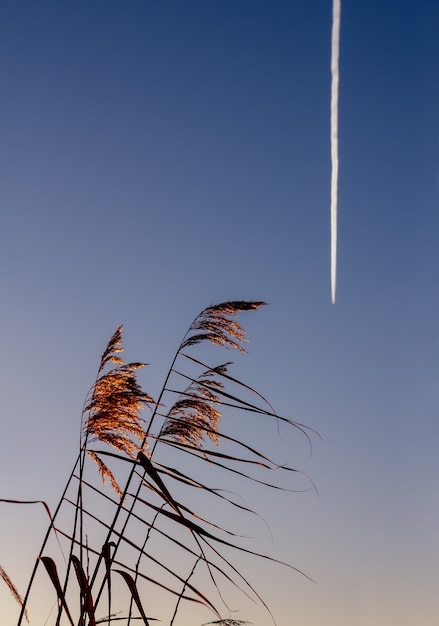 Des roseaux dorés sur le lac saluant un avion survolant. Le concept de liberté, de légèreté, de vol. photo verticale.