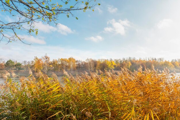 Les roseaux sur l'étang de l'automne dans le parc de la ville de Katowice, en Pologne