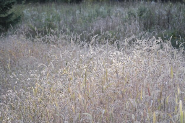 roseaux et herbe dans le vent