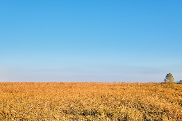 Roseaux jaune d'or contre le d'un ciel bleu clair en été ou au début de l'automne.