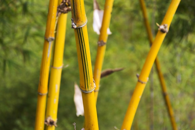 Roseaux jaunes dans une forêt de bambous