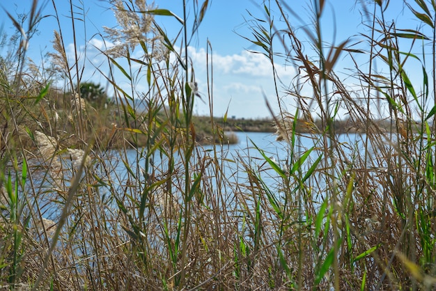 Photo roseaux sur le lac avec un ciel bleu clair