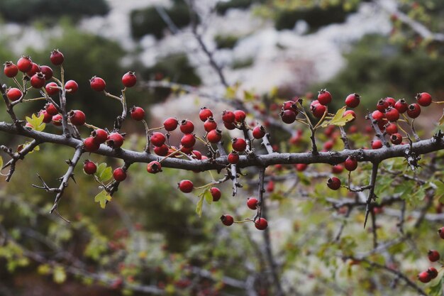 Des roseaux mûrs sur les branches