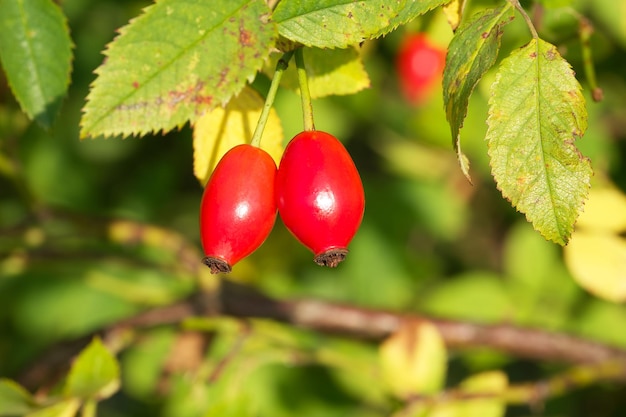 des roseaux mûrs sur un buisson