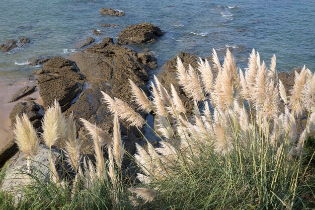 Roseaux sur la plage de Loredo à Santander, Espagne