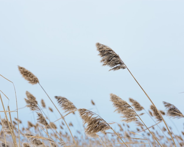 Roseaux de plantes sèches sur le lac sur fond naturel de ciel bleu Environnement réconfort dans la nature