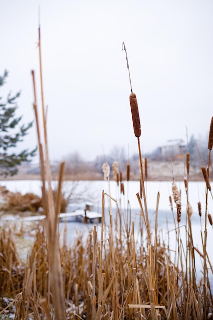 Roseaux près du lac en hiver Nature avec neige en Europe En attendant le printemps 2023