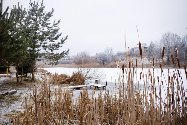 Roseaux près du lac en hiver Nature avec neige en Europe En attendant le printemps. Focus sur les plantes avant