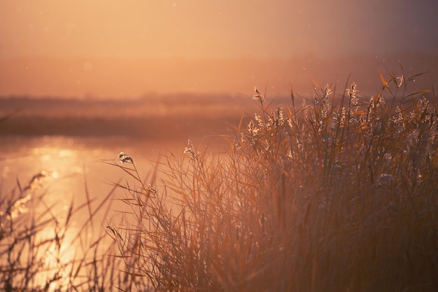 Roseaux sur la rive du lac au coucher du soleil Abstrait nature automne