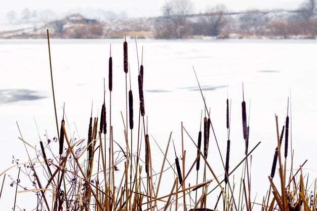 Roseaux secs au bord de la rivière en hiver, vue hivernale