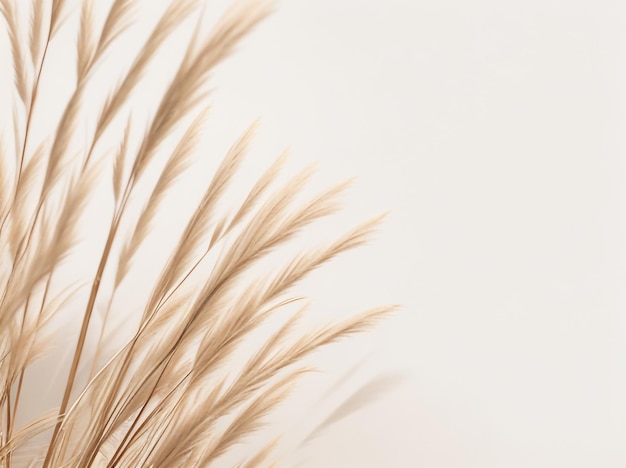 Photo roseaux secs d'herbe de pampa d'élégance rustique sur fond beige 7
