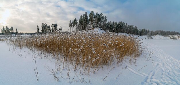 Roseaux secs recouverts de neige au bord d'un lac gelé. région de Léningrad.