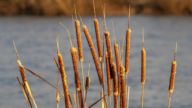 Roseaux secs sur rivière, rivière en automne