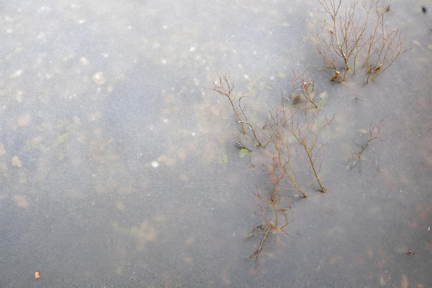 Roseaux sortant de la glace dans un étang gelé