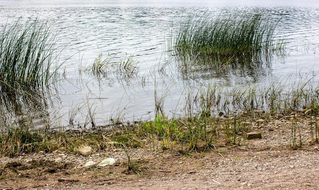 Roseaux verts près du rivage Eau envahie Pollution de l'eau marécageuse