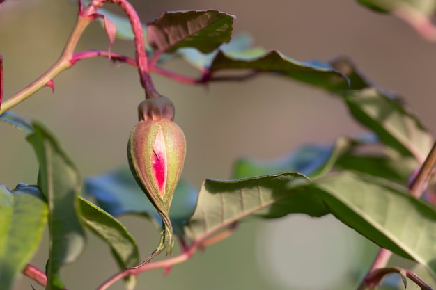 Rosebud rose dans le jardin photographie en gros plan d'un bouton de rose rose délicat dans un jardin avec un arrière-plan