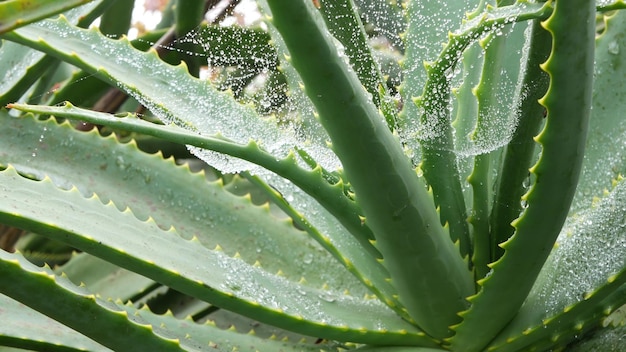 La rosée d'aloe vera ou l'eau de pluie tombe des feuilles de plantes succulentes fraîches et humides et juteuses