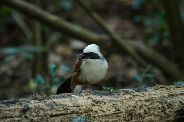 La rosée à couronne blanche (Garrulax leucolophus)