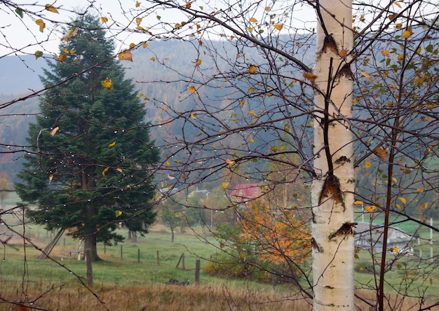 Rosée du matin sur la brindille de berch-tree et alpage derrière