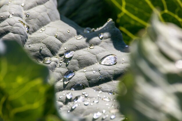 Rosée du matin sur une feuille de chouxA