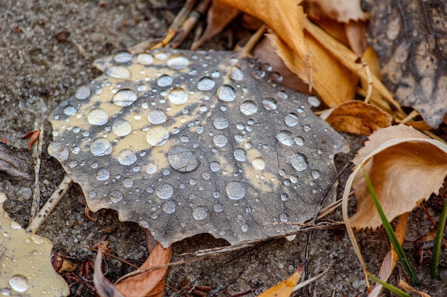 Rosée du matin sur une feuille tombée en automne