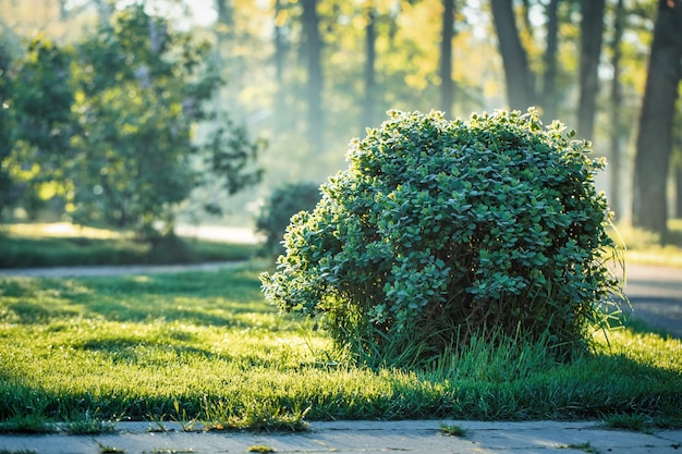 Rosée du matin sur les feuilles d'un buisson dans un magnifique parc verdoyant du matin