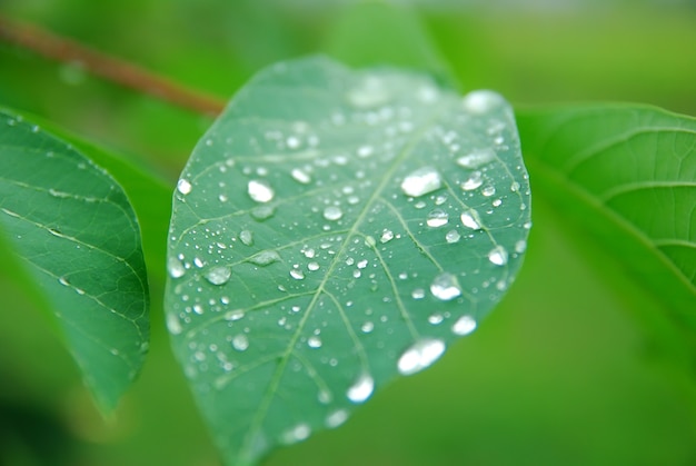 rosée du matin sur les feuilles vertes