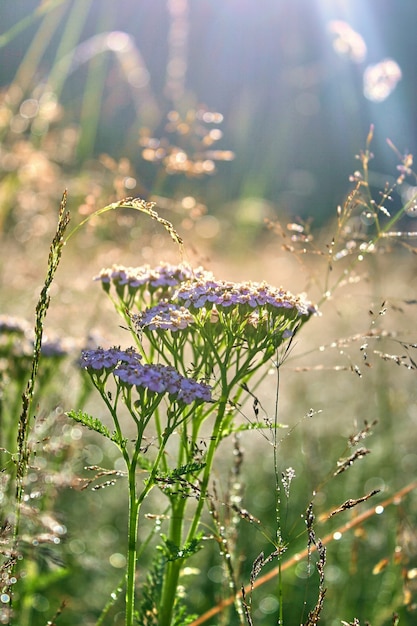 Rosée du matin sur l'herbe verte et les fleurs colorées.