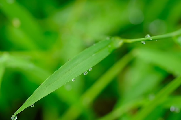 rosée du matin sur l'herbe verte. gouttes de pluie mélangées à la rosée du matin. fond naturel.