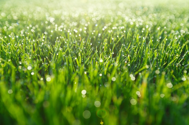 Rosée du matin sur l'herbe.