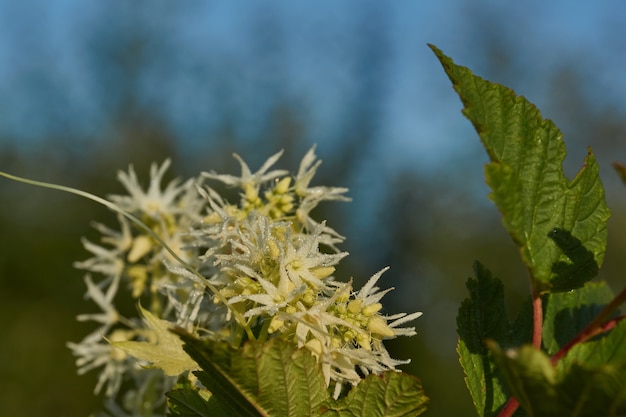 Rosée du matin sur l'inflorescence d'echinocystis. Tôt le matin au bord du lac.