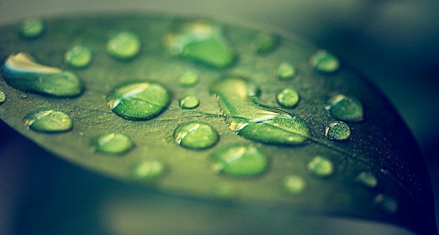 La rosée du matin se dépose sur les plantes Gros plan de gouttelettes d'eau sur une feuille