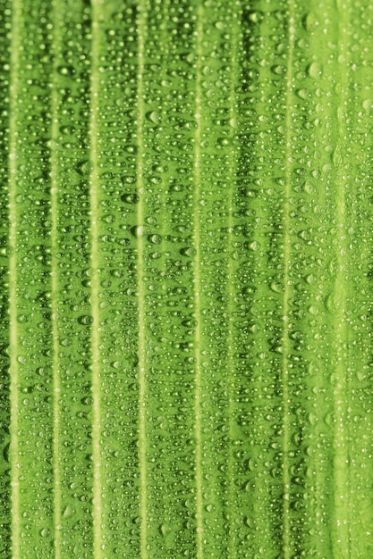 Photo la rosée du matin tombe sur une feuille verte se bouchent.