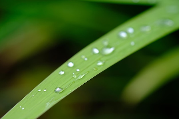 la rosée du matin tombe sur la surface de la feuille verte. milieux naturels. fraîcheur matinale. jardin tropical