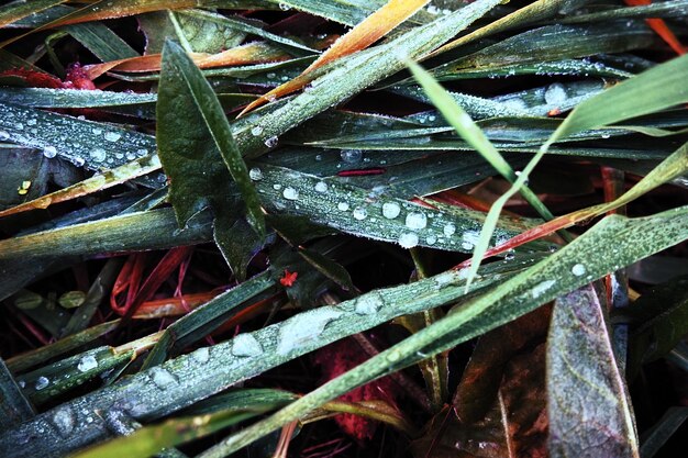 Rosée ou eau de fonte sur l'herbe verte Dégel après un matin de gelée d'hiver Herbe couchée dans le pré Temps calme sans vent hors saison Feuille verte avec des gouttes d'eau