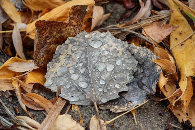 rosée sur la feuille d'automne