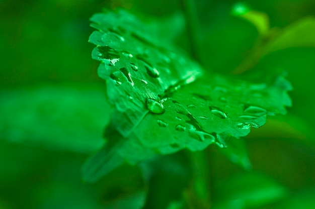 Rosée sur la feuille