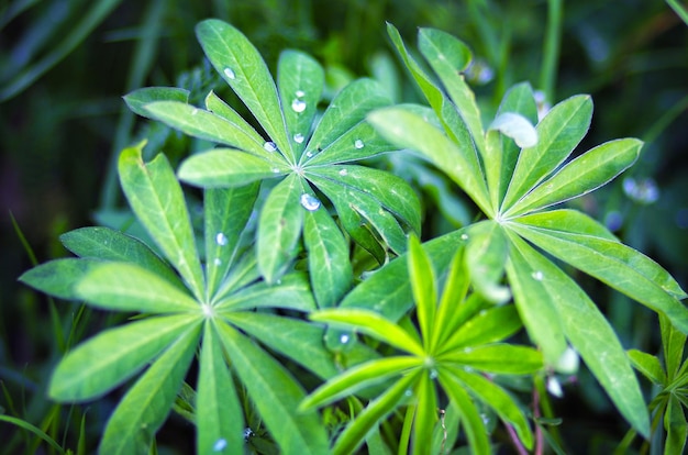 Rosée sur les feuilles de lupin vert