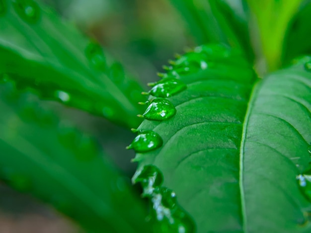 Rosée sur les feuilles vertes fraîches