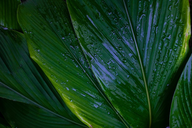 Rosée et feuilles vertes