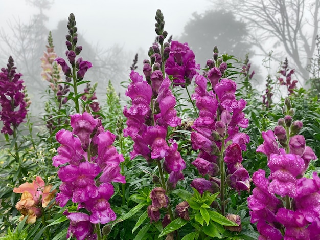 Rosée De Fleurs Violettes En Hiver