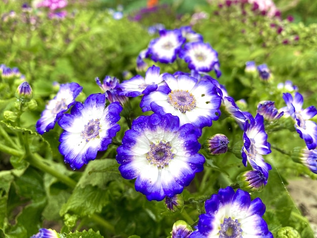 Rosée de fleurs violettes en hiver