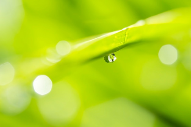 Rosée sur fond de lumière du soleil herbe verte