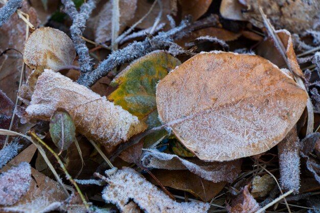 Rosée glacée sur l'herbe et les feuilles sur la terre, froid matinal