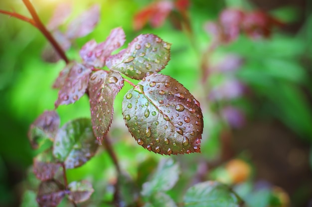 Rosée de gouttes de pluie sur feuille. Composition naturelle.