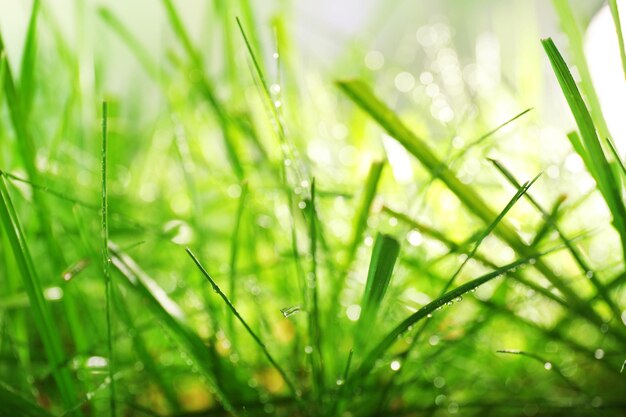 La rosée sur l'herbe verte en gros plan