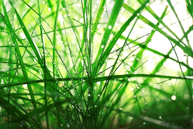 Rosée sur l'herbe verte libre