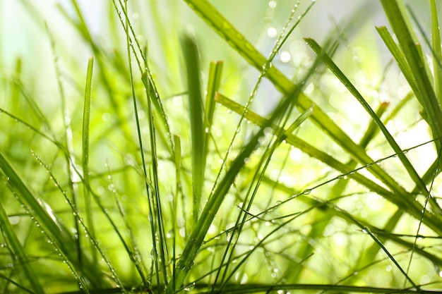 Rosée sur l'herbe verte libre