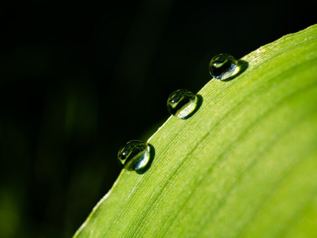 Rosée sur une herbe verte le matin